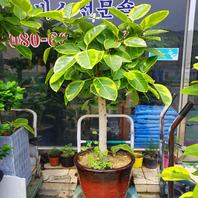 뱅갈고무나무 1호