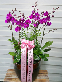 만천홍 상품